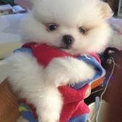 Patch Puffcuffull's photo