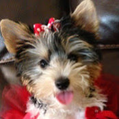 Leslie Schmuki's photo