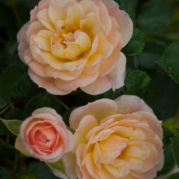 Oso Easy® Honey Bun Landscape Roses
