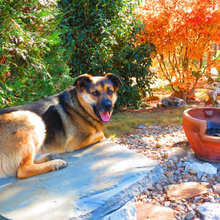 Dog Yard