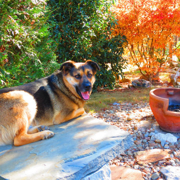 Pet friendly landscape