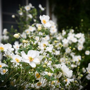 Easy Sun-loving Perennials for your garden