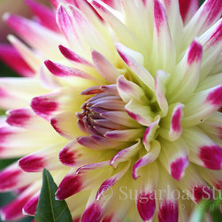 Dahlias - Home Decor