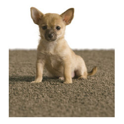 Lee's Carpet Pet Safe - Flooring