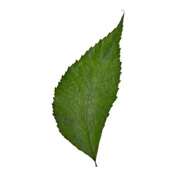 Fine Art suitable for framing - Products
