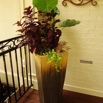 Summer Containers