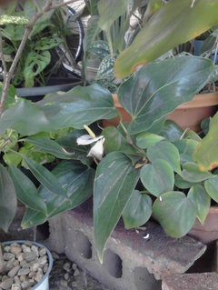 biogold original bonsai Biogold Original Japanese Bonsai Fertilizer