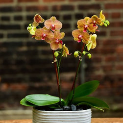Home Orchids 2017 - Products