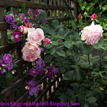 Rose 'A. Shropshire Lad 'with Rose' Purple Skyliner 'in good company