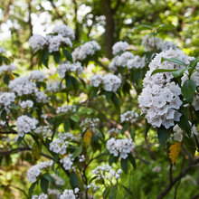 plants/flowers
