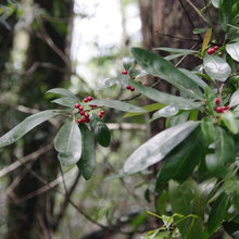Privacy Shrub Evergreen Tree