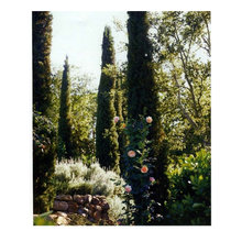 Cypress