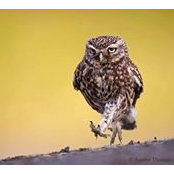 Cenk Sarpkan's photo