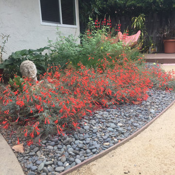 California Fuchsia blue pebble wash and DG path