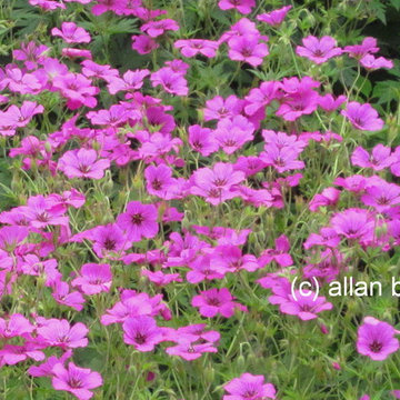 Pink is the favorite color in the flowerbed