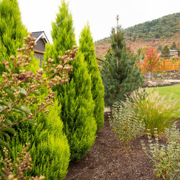 Monterey Cypress + Vanderwolf's Pyramid Pine