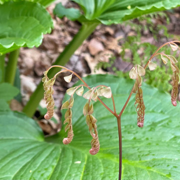 Emerging Maidenhair Fern Against Skunk Cabbage