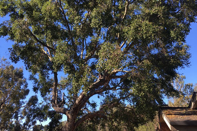 E. Channel Rd Oak tree pruning