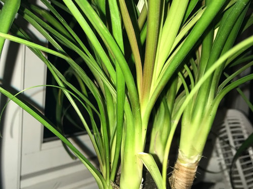 Ponytail Palm leaf discoloration