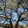 adam_labov