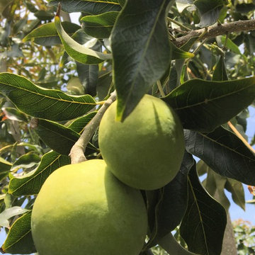 Uncommon Fruits to Grow in Santa Cruz