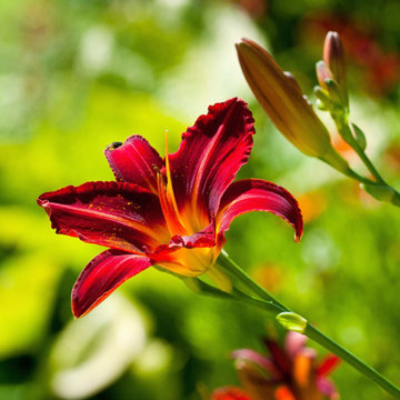 English Country Garden