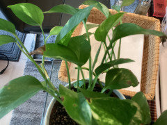 Pothos, the easiest plant to grow is not looking good | Houzz Forum