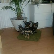 Foto de Sue Steputat