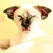 Jolanta Lapeike's photo
