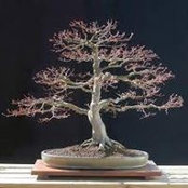 Tom Anderson's photo
