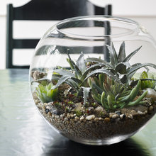 Indoor Plants