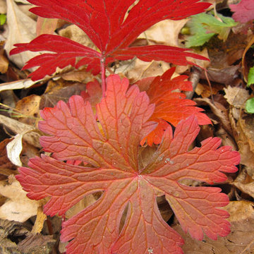 Wild Geranium: A Show-Stopper in the Spring Woodland