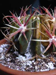 White fuzz on Cactus, plus brown spots? | Houzz Forum
