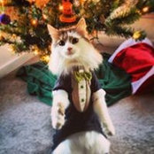 Lauren Lindstrom's photo