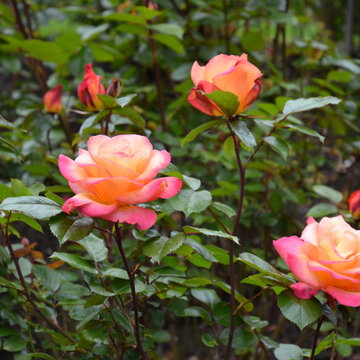Roses