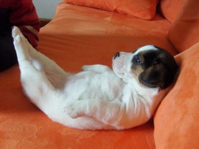 Reader Pet Photos: Baby Dousty is ready for her belly rub