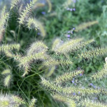 Ornamental grasses