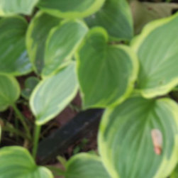 Garden Evacuation - Products