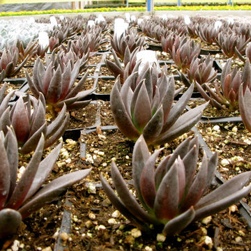 echeveria black knight