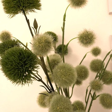 Grüne Kugelblume -Allium