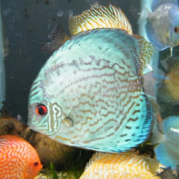 Fresh water and marine fish - Products