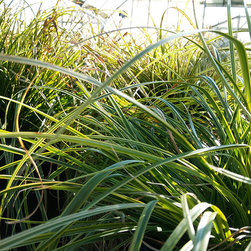 Current Featured Plants - Products