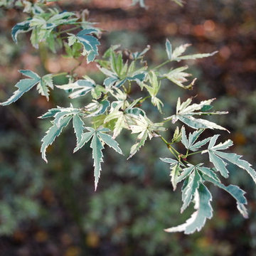 Favorite Plants and Cool Stuff