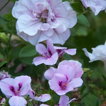 Petunia e Pelargonium