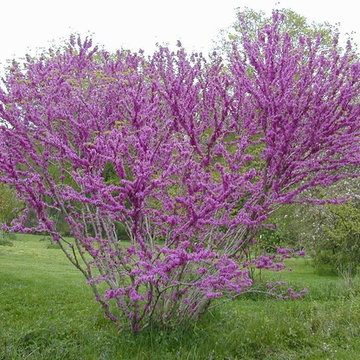 Spring Color