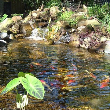Ecosystem Ponds, Water Garden Ideas for Your Austin, Central Texas Landscape