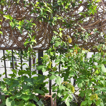 Un rigoglioso giardino in vaso