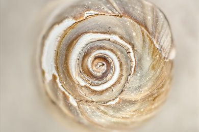 Inward - an abstract of a shell