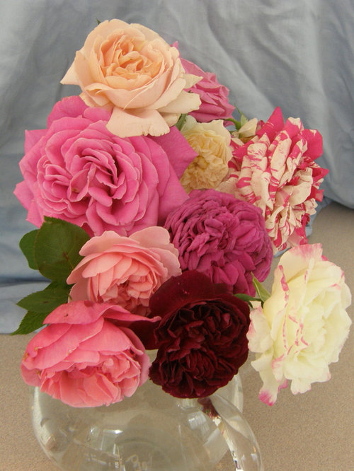 Fresh Roses Non Sprayed Bouquets of no-spray roses & when and what to fertilize for health ...