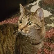 Phyllis Baxley-Perkey's photo